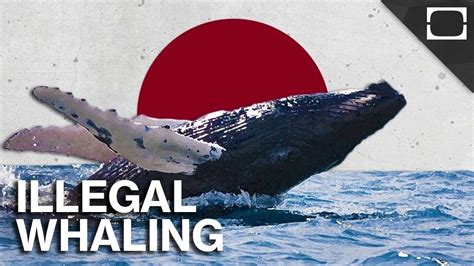 when was whale hunting banned.